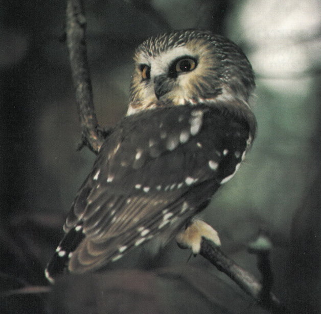 Photo of the Northern Saw-whet Owl