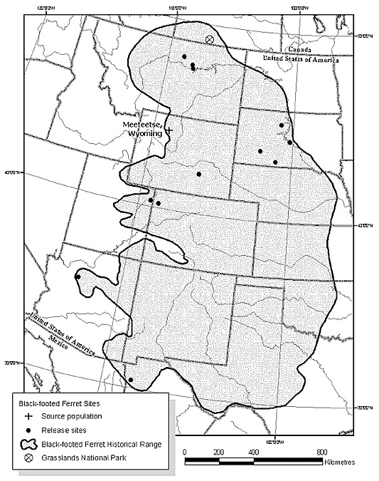 Black-footed ferret’s historical range and reintroduction locations (Livieri, pers. comm.)
