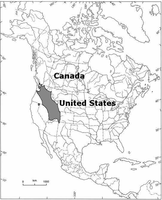 Map showing the distribution of Gray’s Desert Parsley in North America. The main distribution of Gray’s Desert-parsley extends from the Seattle, Washington area southeast through central Washington, the northern half of Oregon, most of Idaho (excluding a small area along the northern border), the northern corner of Nevada, the southwest corner of Wyoming, most of Utah, along the western border of Colarado, and ending in the extreme north west corner of New Mexico. There are two small disjunct portions of the range, one in northeastern California and one in southwestern British Columbia.