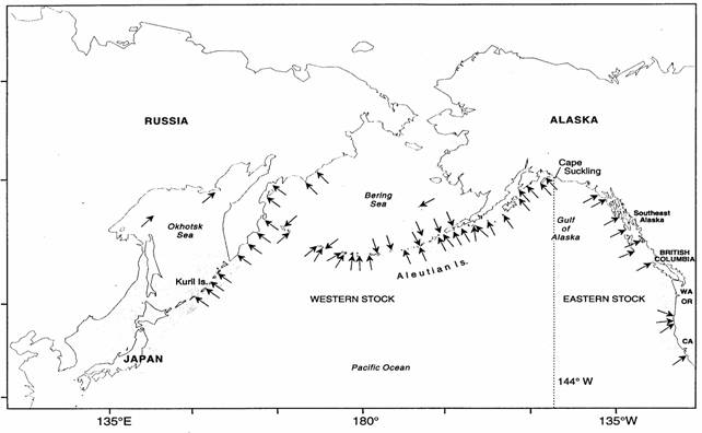 Figure 1. Worldwide range of the Steller Sea Lion.  Arrows denote breeding rookeries and shaded areas denote the approximate non-breeding range of the species.  The dashed line shows the separation between Asian, Eastern and Western stocks of Steller Sea Lions. (modified from Loughlin 1997 and Sease et al. 1999).