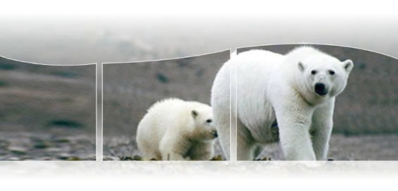 Photo of a mother polar bear and her cub.