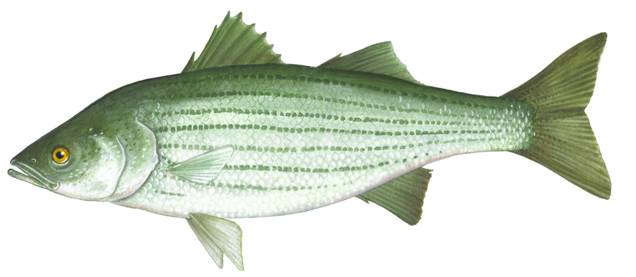 Drawing of a Striped Bass