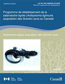 Loi sur les espèces en péril Série de Programmes de rétablissement Programme de rétablissement de la salamandre tigrée (Ambystoma tigrinum) (population des Grands Lacs) au Canada Salamandre tigrée (population des Grands Lacs) Avril 2009