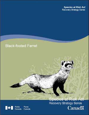 Species at Risk Act Recovery Strategy Series Recovery Strategy for the Black-footed Ferret (Mustela nigripes) in Canada Black-footed Ferret June 2009