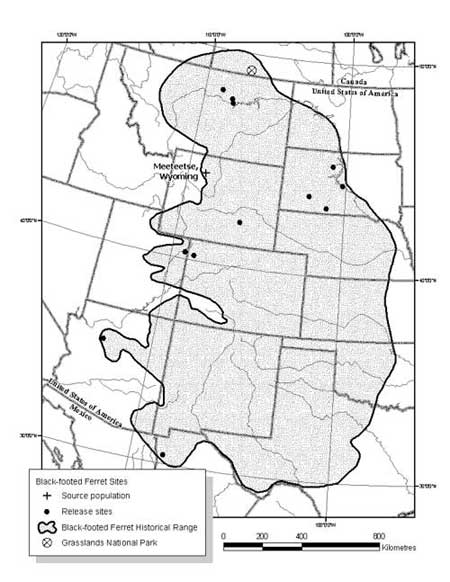 Figure 1. Black-footed ferret's historical range and reintroduction locations (Livieri, pers. comm.)