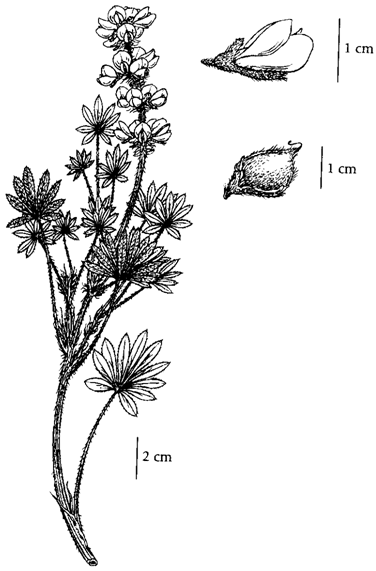 Dessins illustrant la morphologie du lupin densiflore