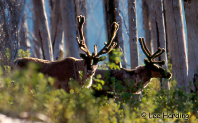 Caribou Photo 1